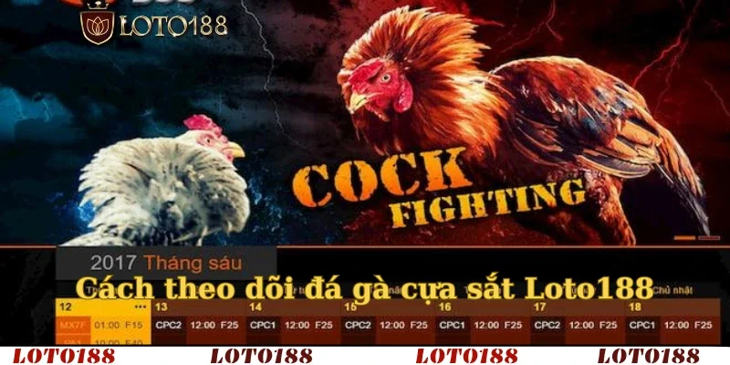 Cách theo dõi đá gà cựa sắt Loto188