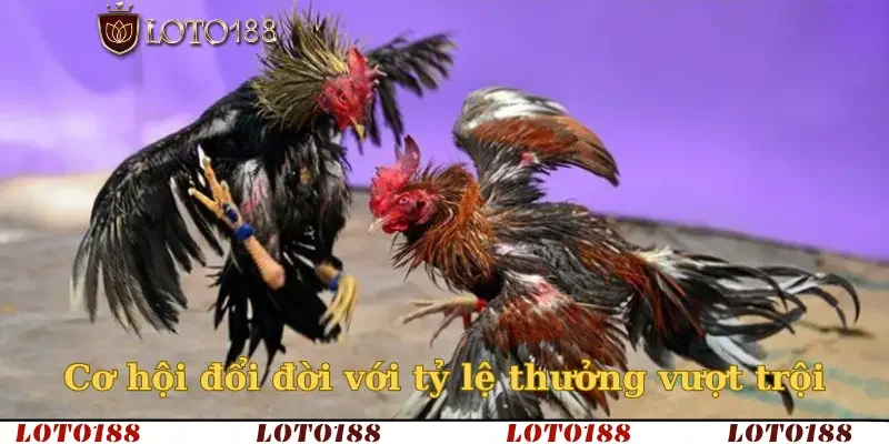 Cơ hội đổi đời với tỷ lệ thưởng vượt trội