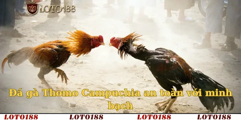 Đá gà Thomo Campuchia an toàn với minh bạch
