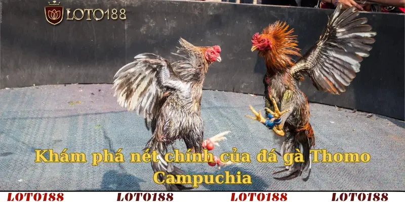 Khám phá nét chính của đá gà Thomo Campuchia