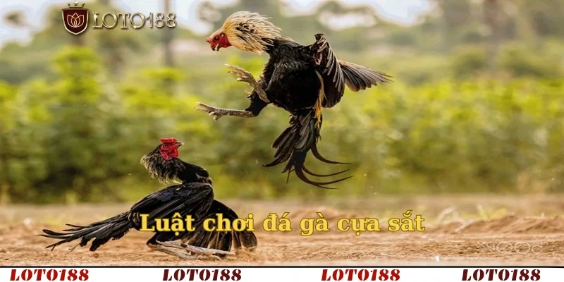 Luật chơi đá gà cựa sắt