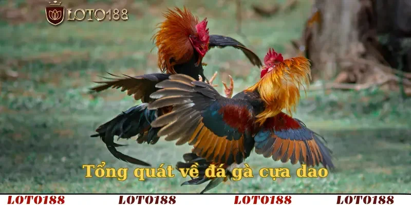 Tổng quát về đá gà cựa dao