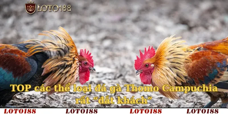 TOP các thể loại đá gà Thomo Campuchia rất “đắt khách”