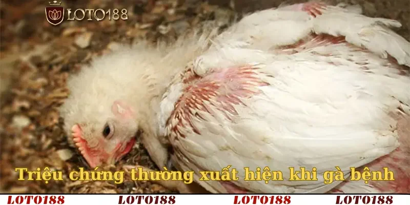 Triệu chứng thường xuất hiện khi gà bệnh
