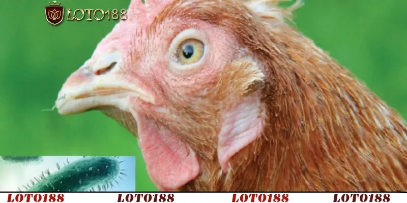 Bệnh CRD ở gà là gì, một dạng viêm đường hô hấp mãn tính