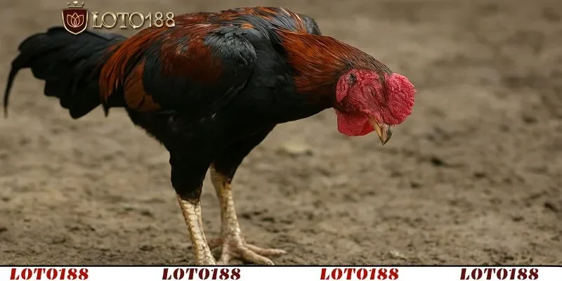 Bệnh dễ tái phát nếu không thay đổi môi trường sống 