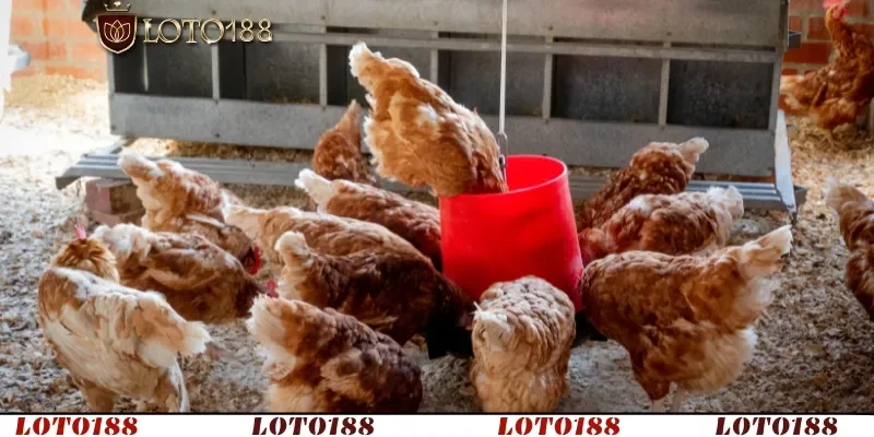 Bệnh Viêm Ruột Hoại Tử Ở Gà – Cách Phòng & Nguyên Nhân