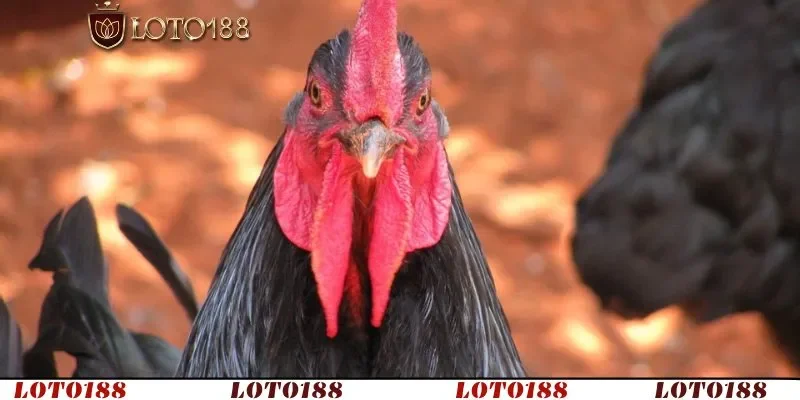 Cách trị gà bị đẹn miệng là bệnh thường gặp dễ gây biến chứng