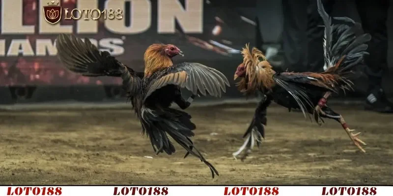 Chọn đúng thời điểm đặt cược và hiểu rõ chiến kê