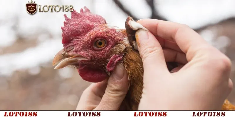 Chọn phương pháp dân gian hoặc kết hợp thú y để trị dứt điểm