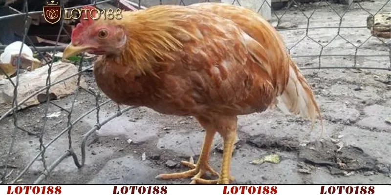 Có đến 7 loại Eimeria gây bệnh cầu trùng ở gà