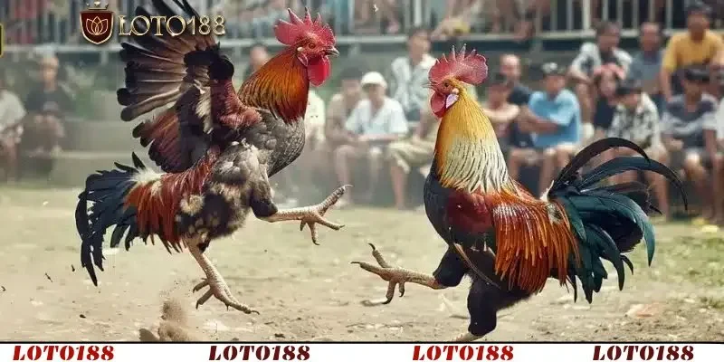 Đá gà Thomo hôm nay là điểm đến quen thuộc của giới cược thủ