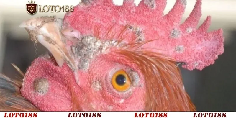 Hiện tượng sưng viêm dạng mụn hoặc bọc nước trên da