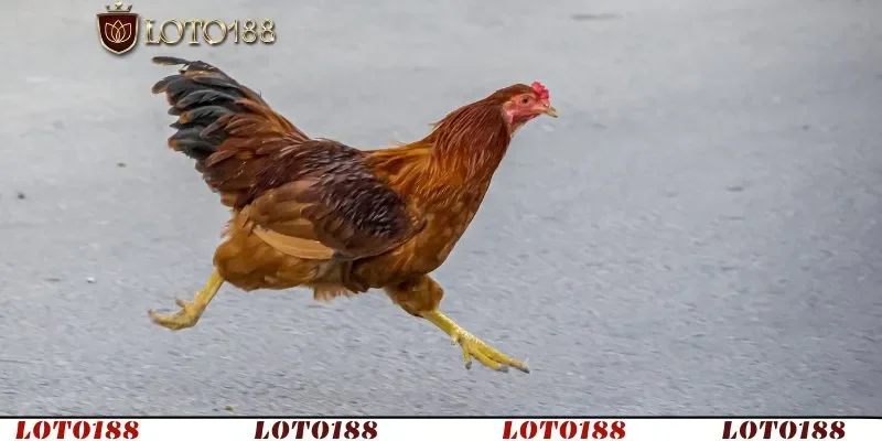 Hướng dẫn chi tiết để kiểm soát và phục hồi sức khỏe gà 