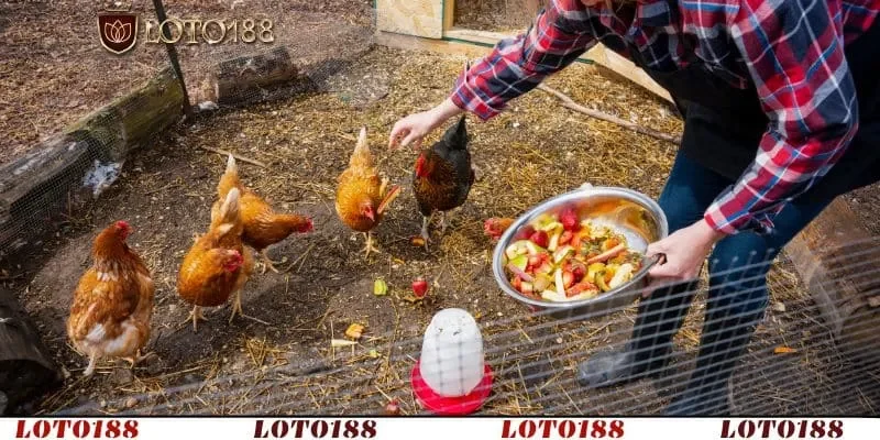 Hướng dẫn chi tiết để kiểm soát và phục hồi sức khỏe gà 