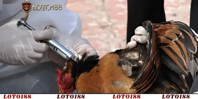 Hướng dẫn điều trị hiệu quả nhằm giảm tỷ lệ tử vong