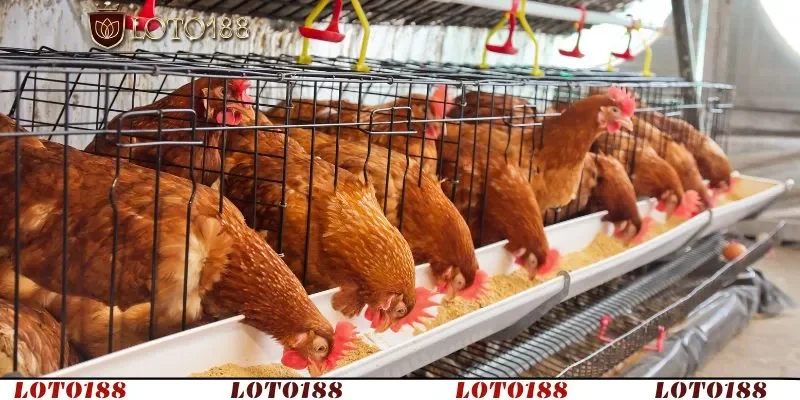 Kết hợp đúng kỹ thuật và duy trì vệ sinh chuồng trại