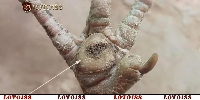 Nguyên nhân và hoạt động của ké chậu ở gà