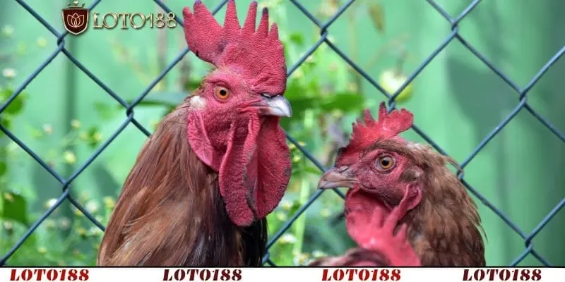 Nguyên nhân và tác động cách trị gà bị tím mồng