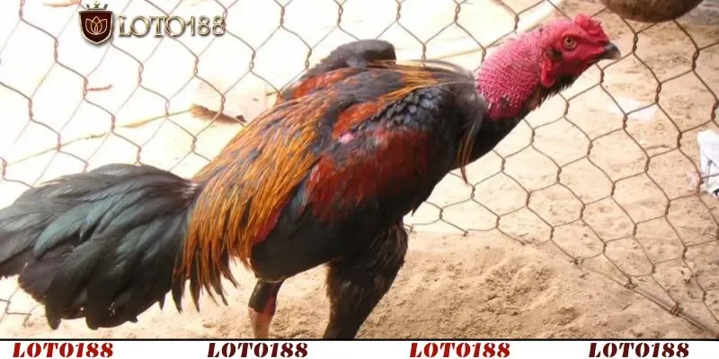 Phòng bệnh luôn là giải pháp bền vững trong cách trị gà bị lác