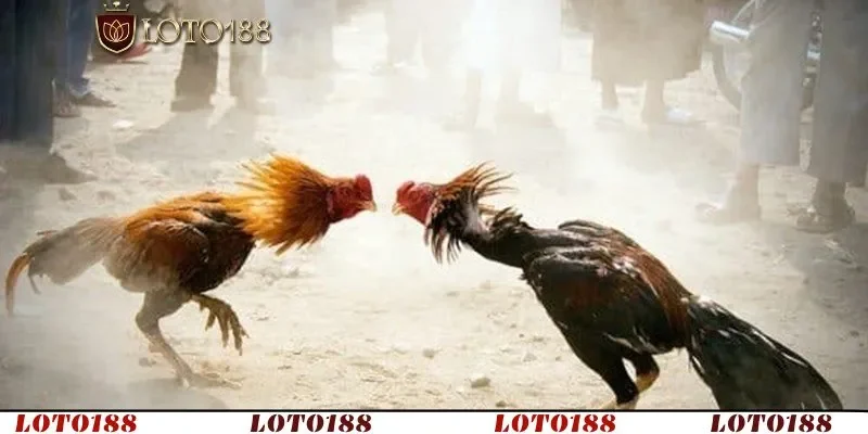 Phục vụ người chơi đá gà mạng từ cơ bản đến chuyên nghiệp