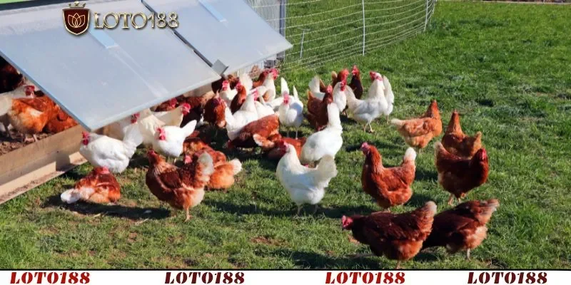 Tác động tiêu cực đến sức khỏe gà và hiệu quả kinh tế. 