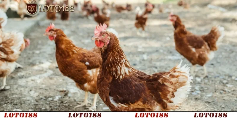 Tác động tiêu cực đến sức khỏe gà và hoạt động chăn nuôi