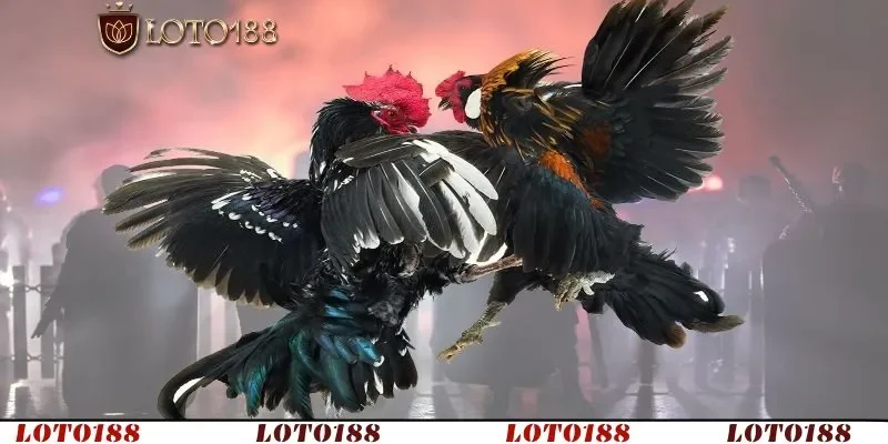 Thomo là “thiên đường cược thủ” với hàng loạt kèo đá gà