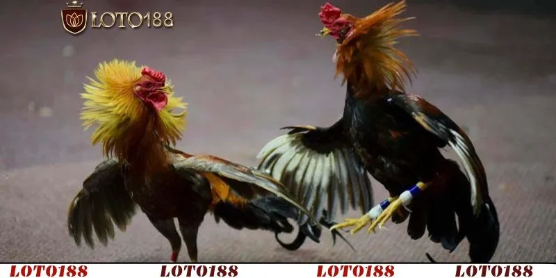 Tiện lợi, minh bạch và cảm xúc gay cấn từng giây