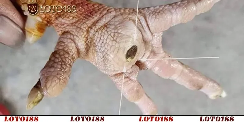 Trị gà bị ké chậu bằng thuốc với tác động và hiệu quả kinh tế