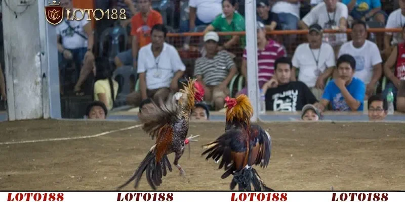 Trực tiếp đá gà C1 có quy mô lớn và chất lượng hàng đầu