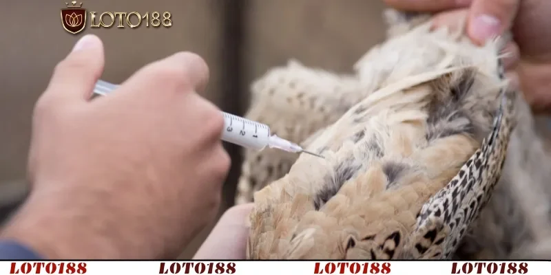 Vaccine cầu trùng giảm tỷ lệ mắc bệnh đến 50%